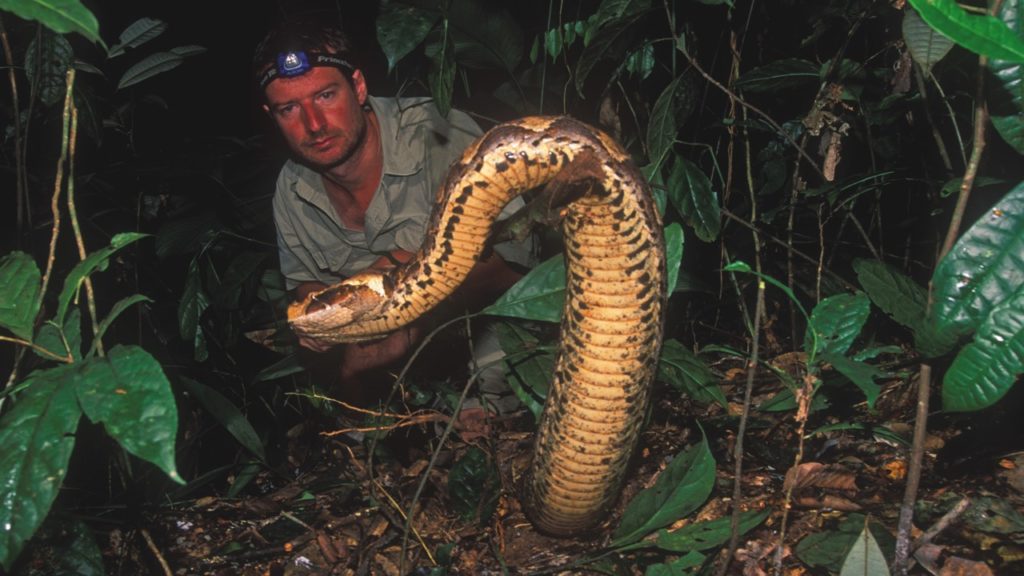Dr Zoltan Takacs’ work in animal venom led him to establish the World Toxin Bank.
