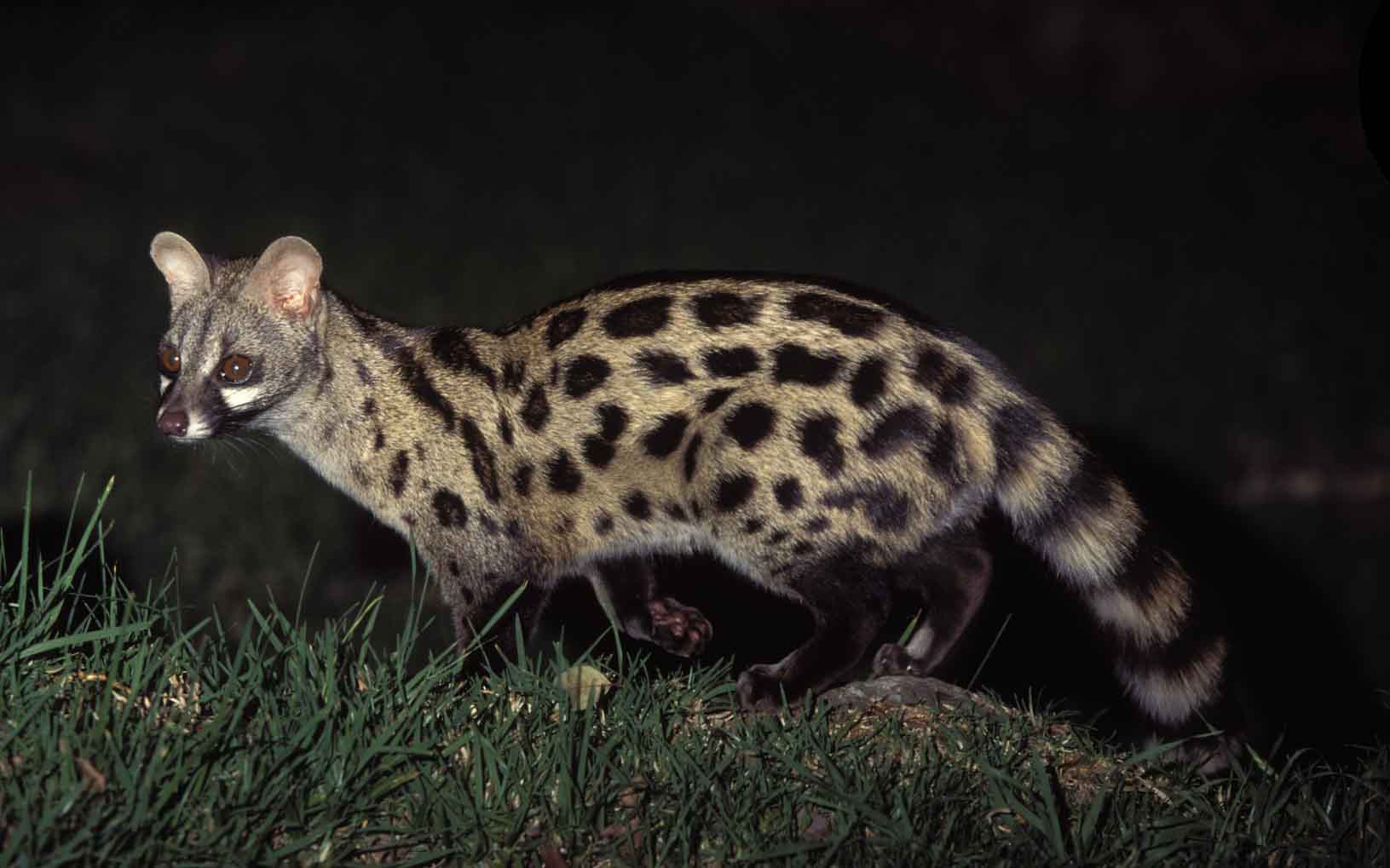 genet-adult