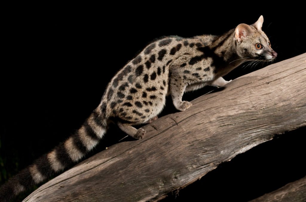 The genet’s retractable claws make it a superb climber.