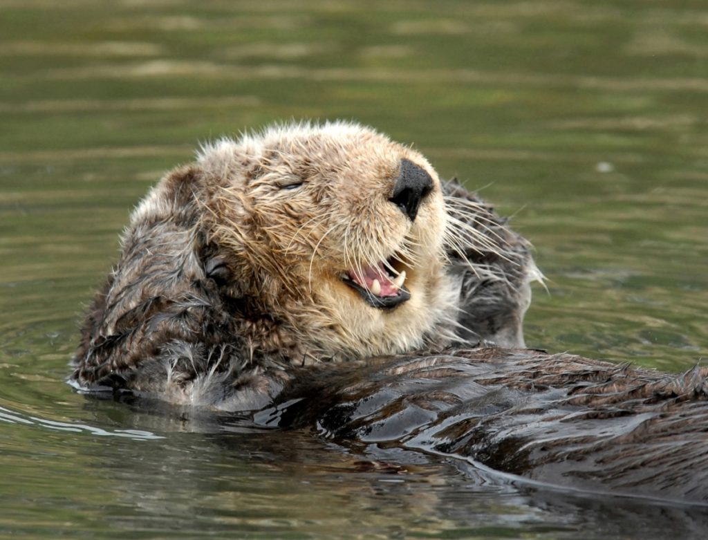 Sea otters feed at the surface therefore making them easy to study.