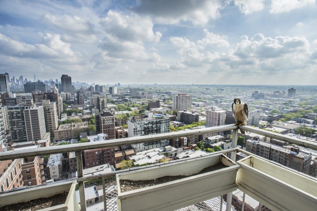 The female perches on the balcony of the nest site – note the chick in the window box. Peregrines breed when about two years old; clutches range from one to six eggs.