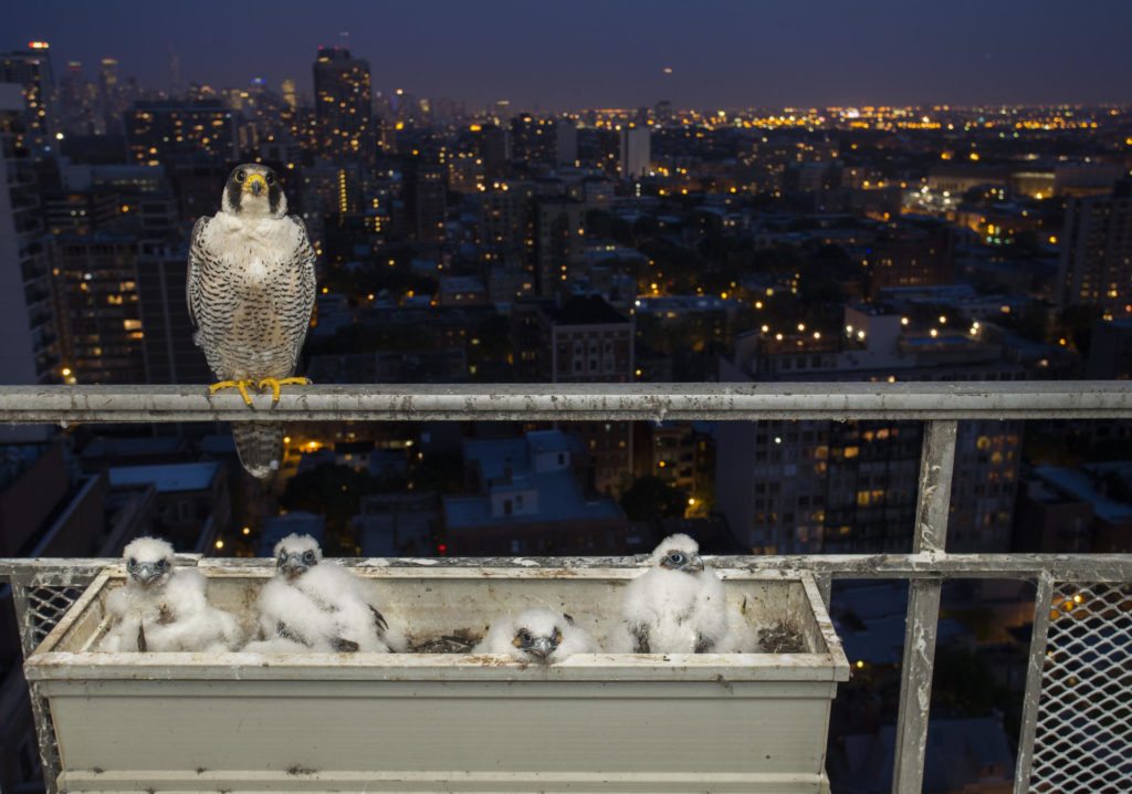 A night-time photograph of the female and her brood. Helped by the city glow, urban peregrines are known to hunt after dark.