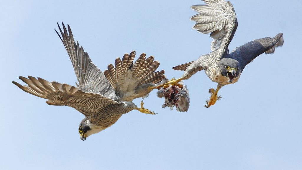 The pair perform a food pass of a pigeon. Peregrines are expert fliers and incredibly fast, exceeding 350kph in controlled vertical dives when swooping on prey.