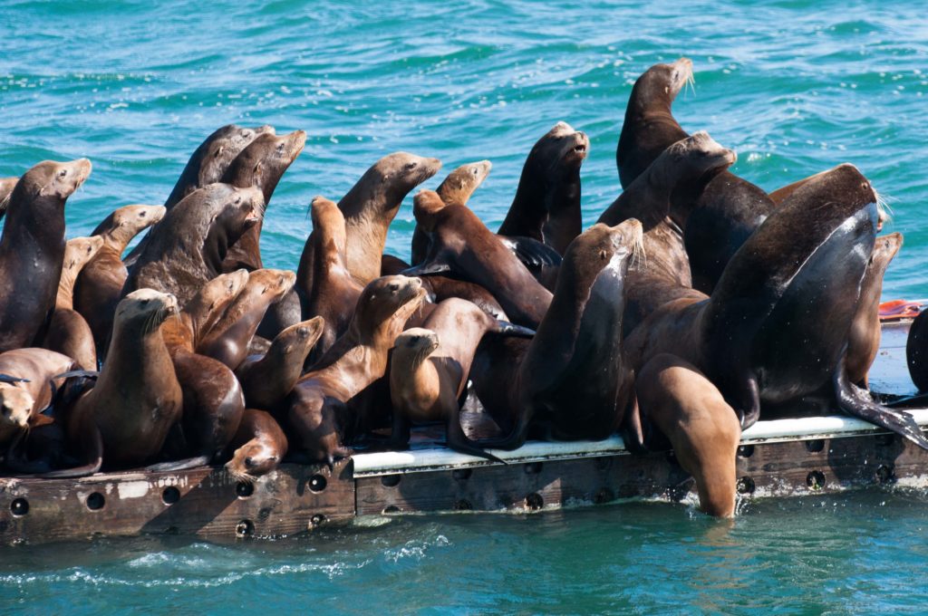 sea-lions-at-moss-landing