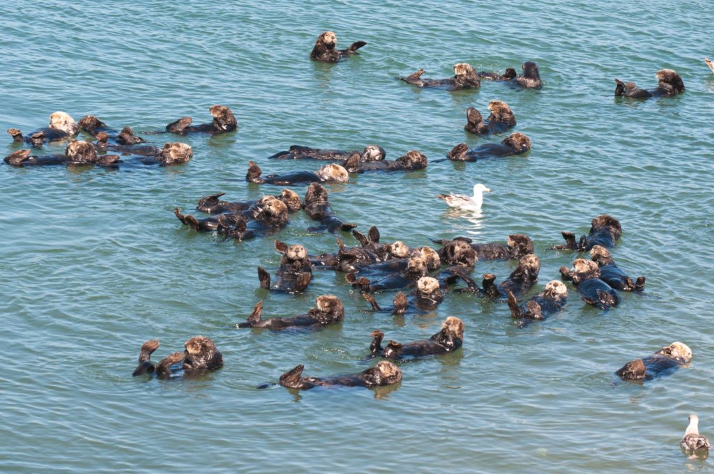 A raft of sea otters laze in front of the power station at Moss Landing, California – one of the best places to see them