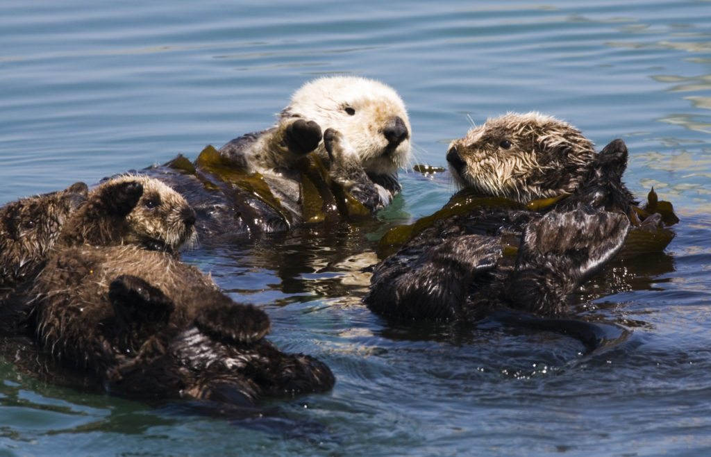 Unlike most other otter species, sea otters sometimes form groups. The largest recorded contained up to 2,000 individuals, an amazing sight, though a few dozen animals is more typical.
