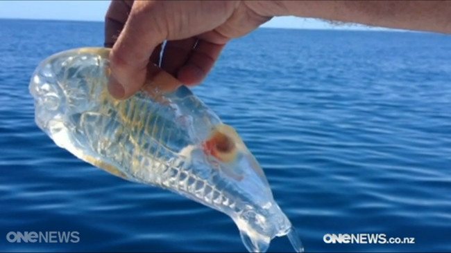 1-crazy-animal-facts-that-are-both-creepy-and-amazing