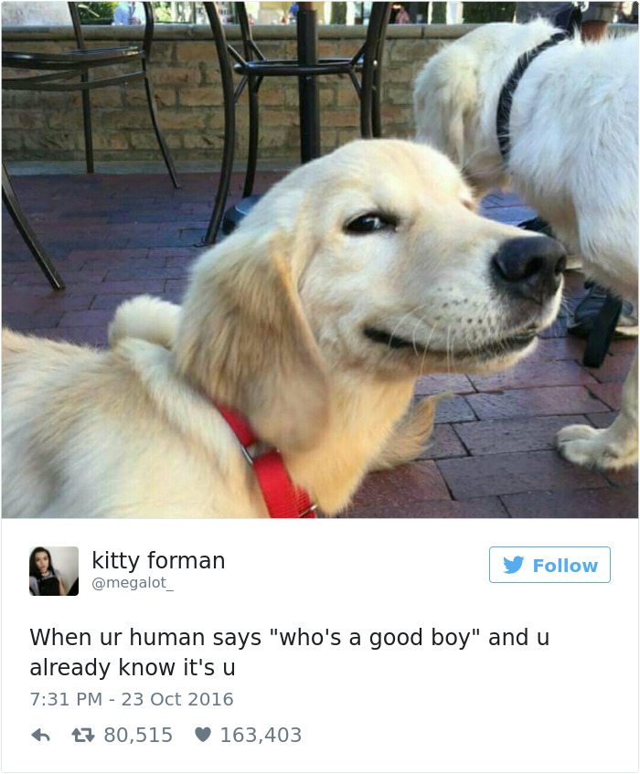 1-dog-tweets-that-are-simply-priceless