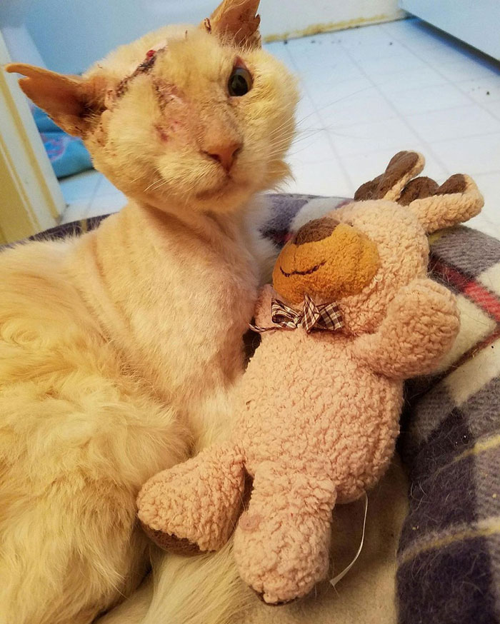 1-people-poured-acid-on-cat-but-he-still-loves