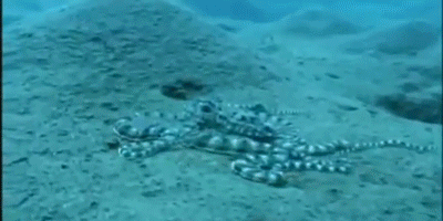 10-crazy-animal-facts-that-are-both-creepy-and-amazingg