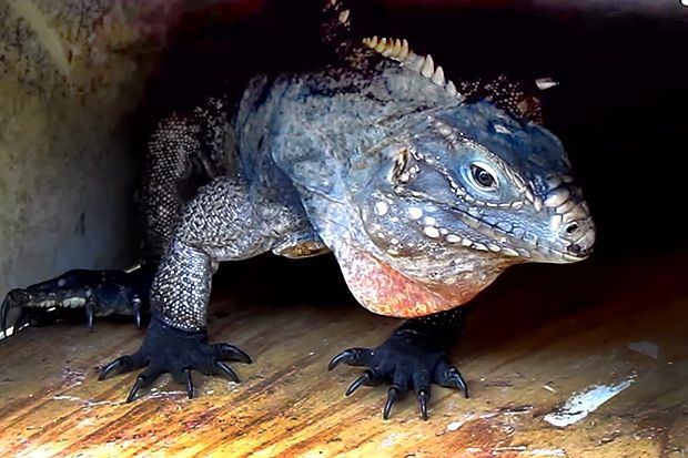 11-crazy-looking-animals-from-cuba