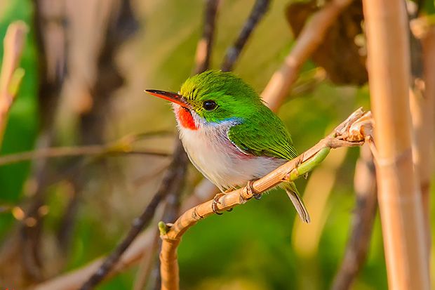 12-crazy-looking-animals-from-cuba
