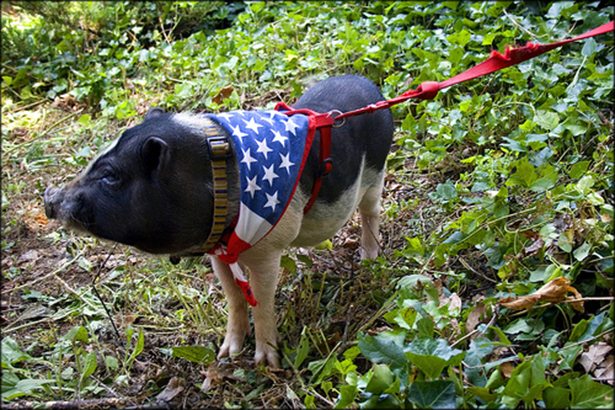 13-patriotic-animals-eagerly-waiting-for-ellections