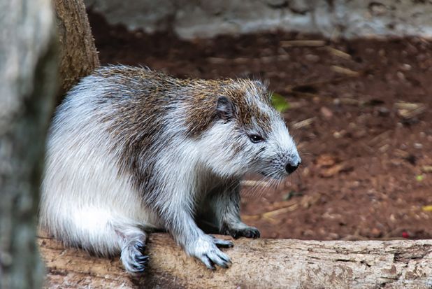 14-crazy-looking-animals-from-cuba