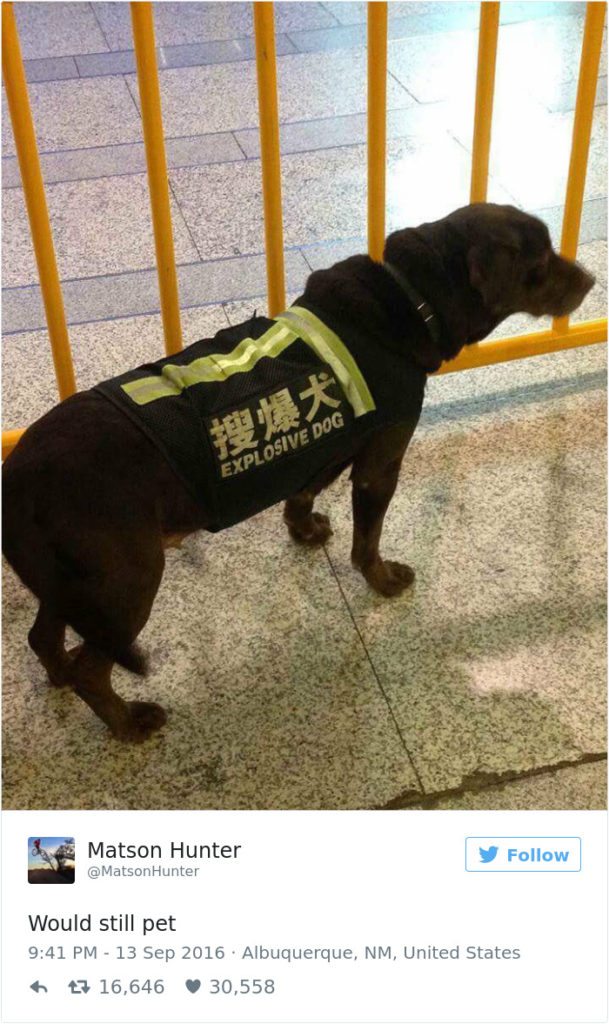 15-dog-tweets-that-are-simply-priceless