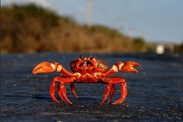 16-crazy-looking-animals-from-cuba
