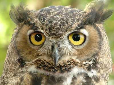 17-crazy-animal-facts-that-are-both-creepy-and-amazing