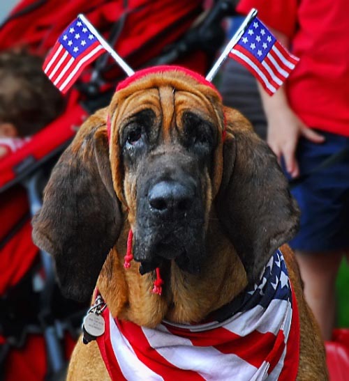 17-patriotic-animals-eagerly-waiting-for-ellections