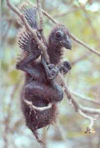 18-crazy-animal-facts-that-are-both-creepy-and-amazing