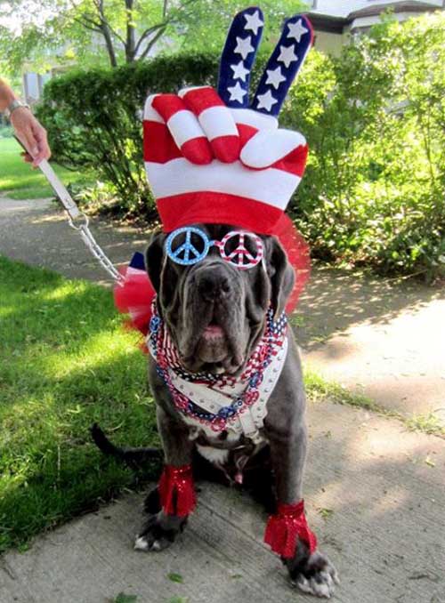 19-patriotic-animals-eagerly-waiting-for-ellections