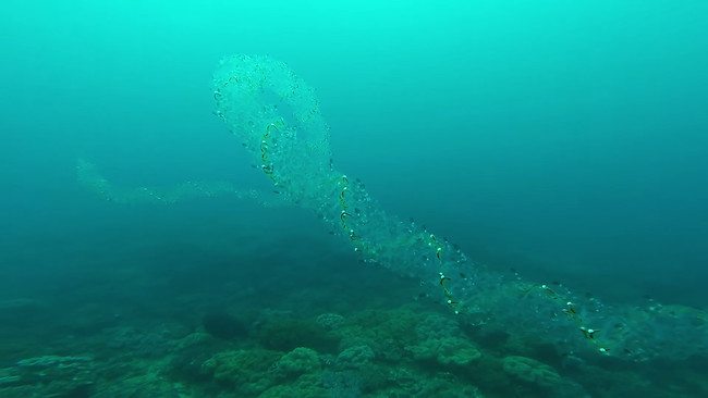 2-crazy-animal-facts-that-are-both-creepy-and-amazing