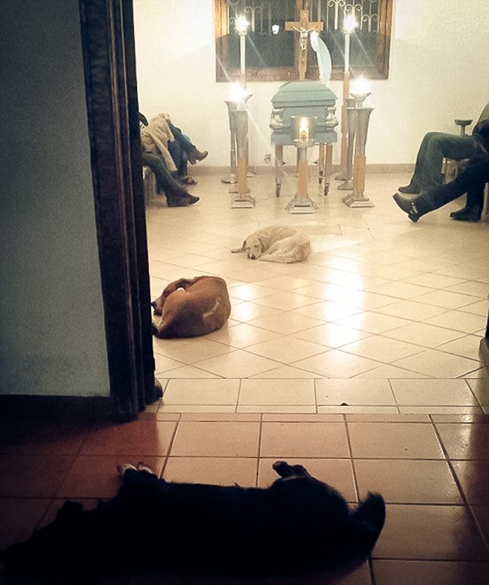 2-these-stray-dogs-showing-up-at-funeral-will-make-you-cry
