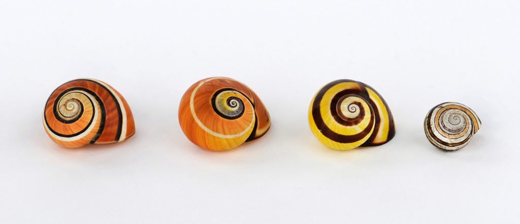 3-crazy-looking-animals-from-cuba