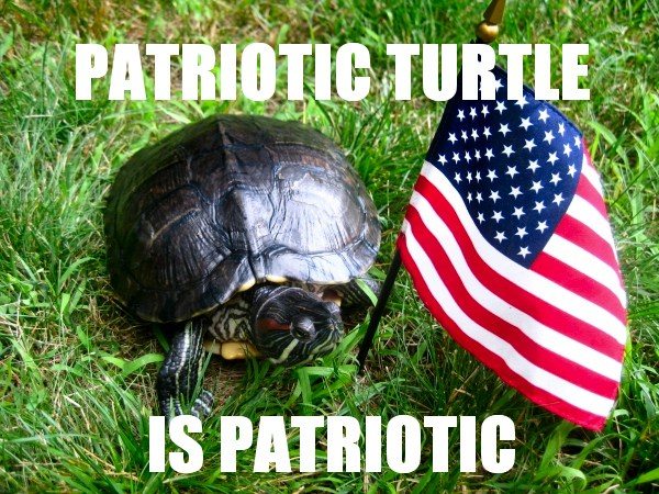 3-patriotic-animals-eagerly-waiting-for-ellections