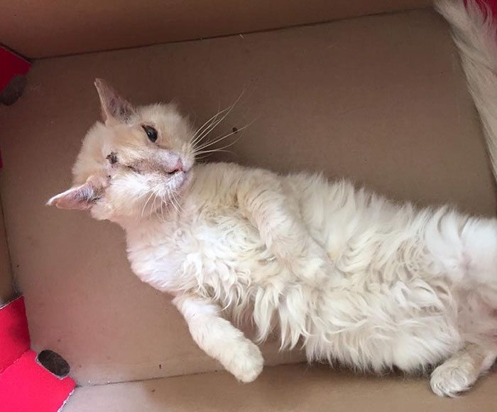 3-people-poured-acid-on-cat-but-he-still-loves