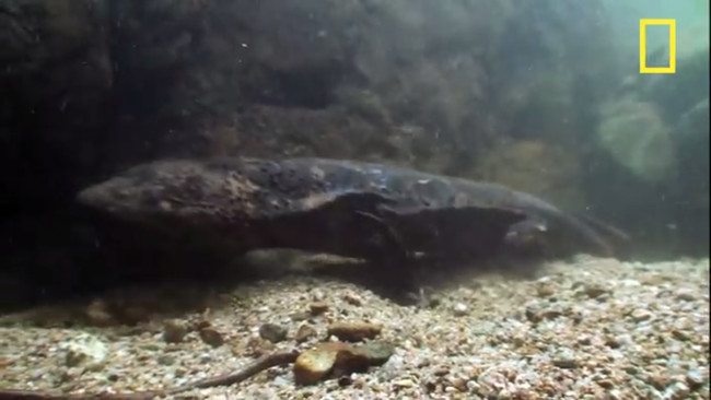 4-crazy-animal-facts-that-are-both-creepy-and-amazing