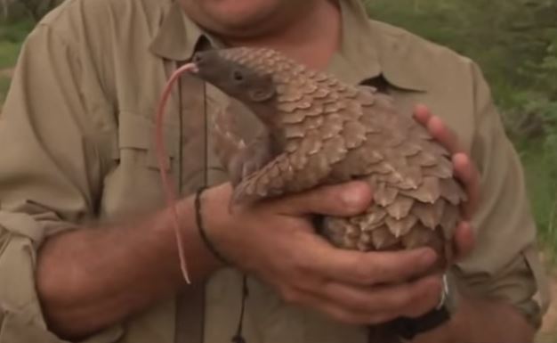 4pangolines-the-cutest-creature-you-didnt-know-of