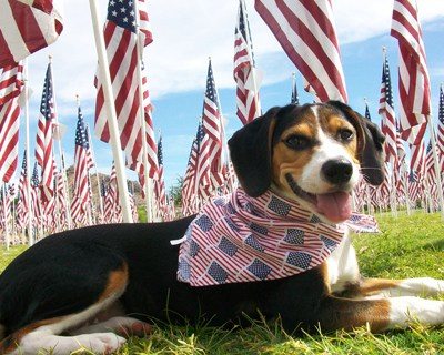 5-patriotic-animals-eagerly-waiting-for-ellections