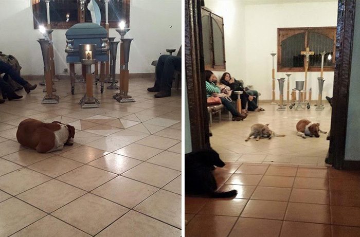 5-these-stray-dogs-showing-up-at-funeral-will-make-you-cry