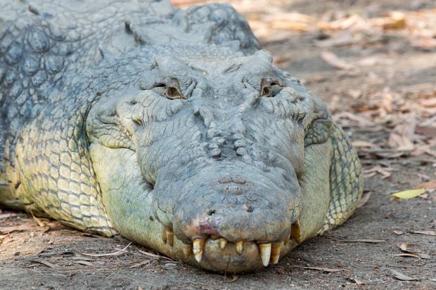 Photo of a krocodile