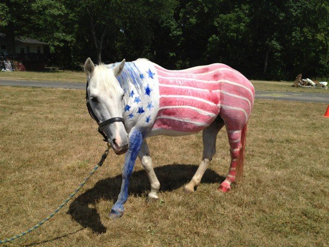 6-patriotic-animals-eagerly-waiting-for-ellections