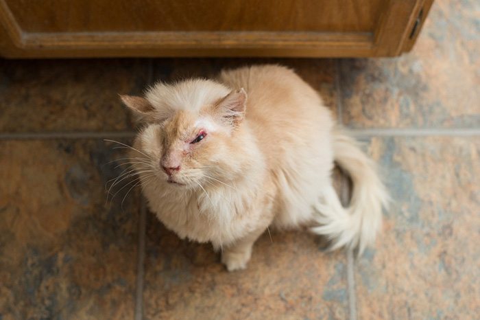 6-people-poured-acid-on-cat-but-he-still-loves