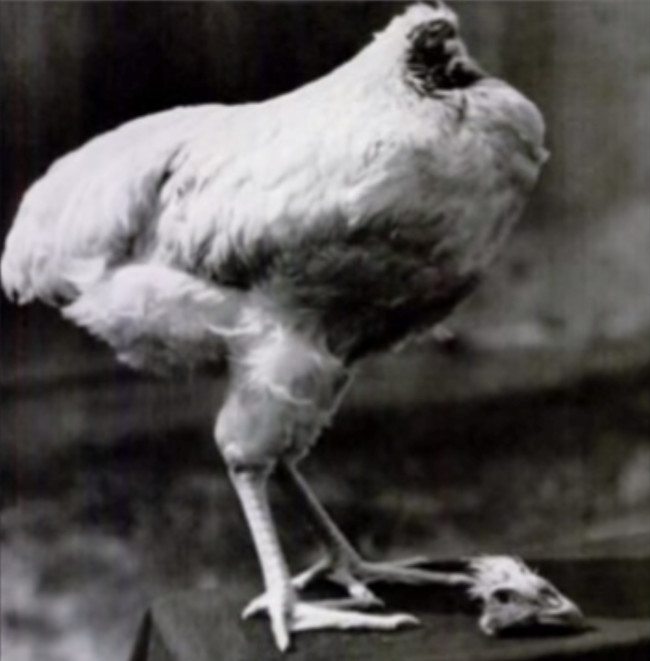 7-crazy-animal-facts-that-are-both-creepy-and-amazing