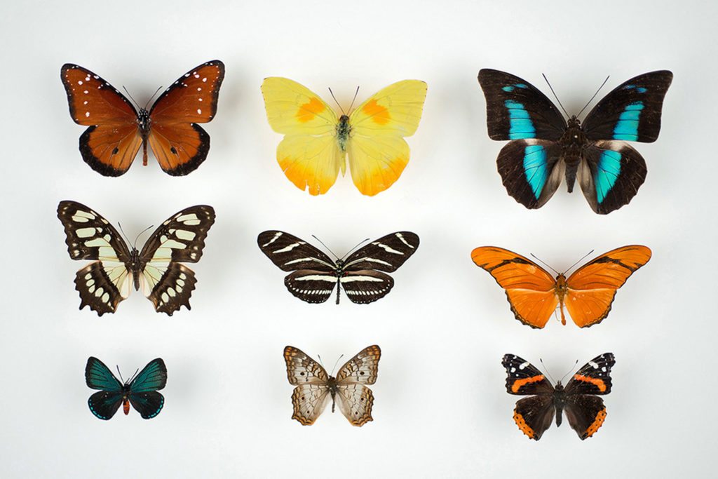 7-crazy-looking-animals-from-cuba