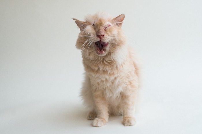 7-people-poured-acid-on-cat-but-he-still-loves