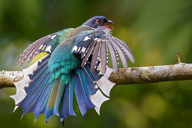 9-crazy-looking-animals-from-cuba