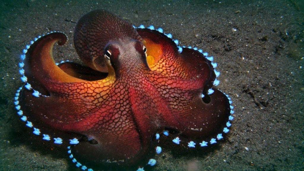 1-the-weirdest-ocean-animal-mysteries