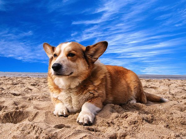 1-these-are-the-most-popular-dog-names-of-2016