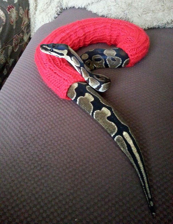 10-animals-in-sweaters-will-melt-your-heart-forever