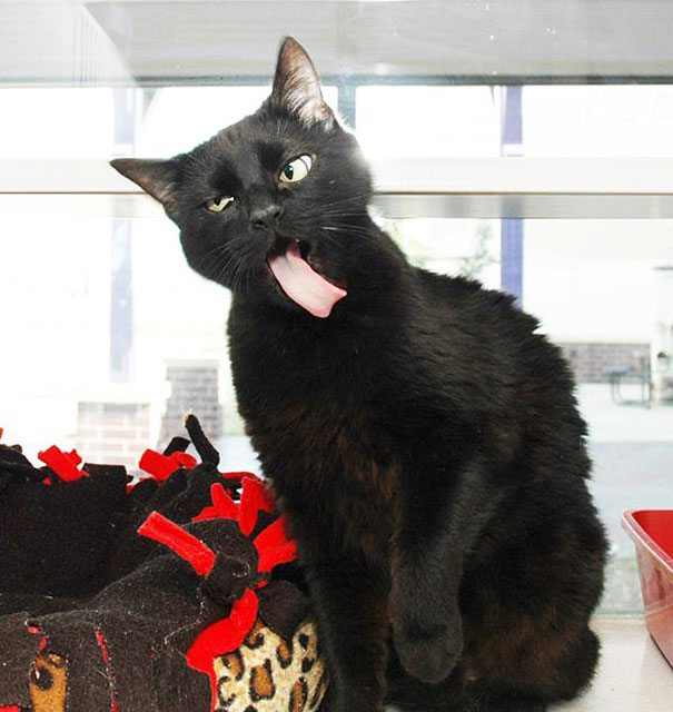 10-non-photogenic-animals-that-are-actually-lovely