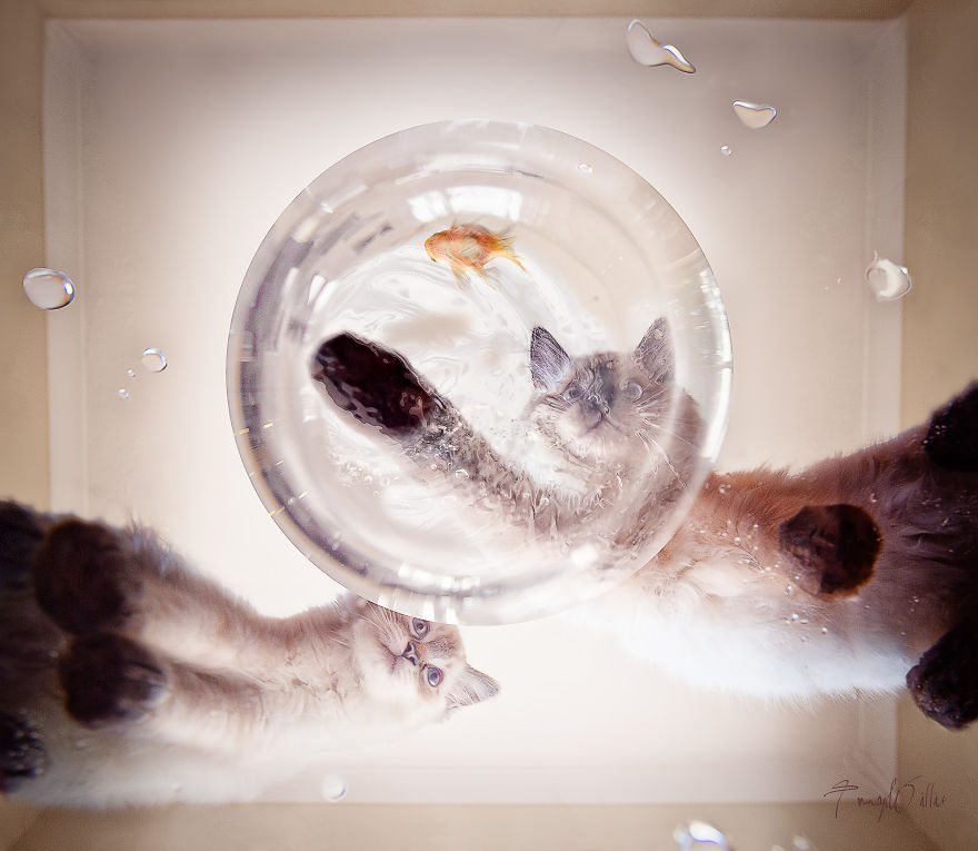 10-photoshopped-animals-surreal-universe