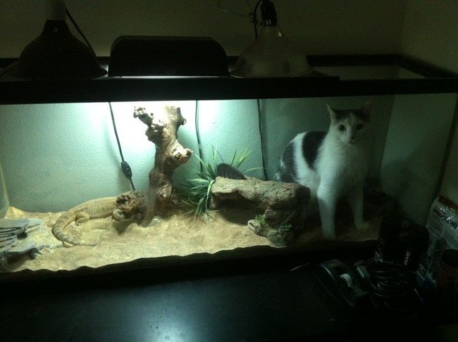 10-silliest-animals-on-the-planet