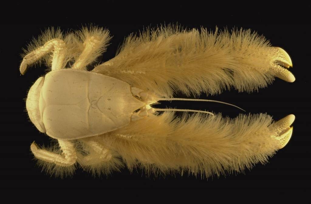 10-yeti-crab-easter-island-hairy