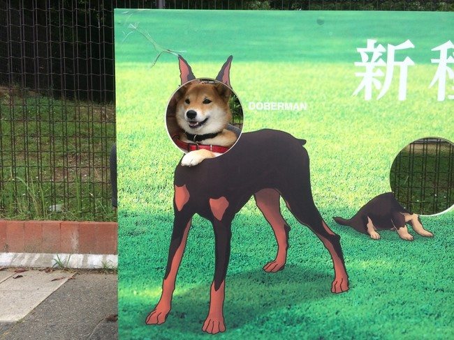 11-silliest-animals-on-the-planet