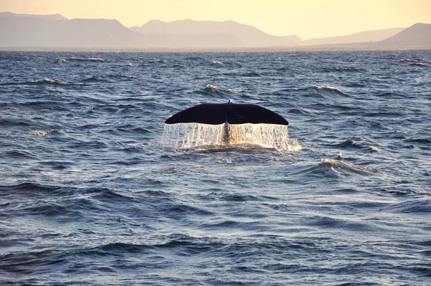 Whale tail surfacing