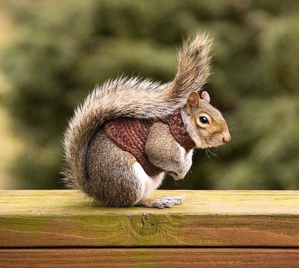 12-animals-in-sweaters-will-melt-your-heart-forever